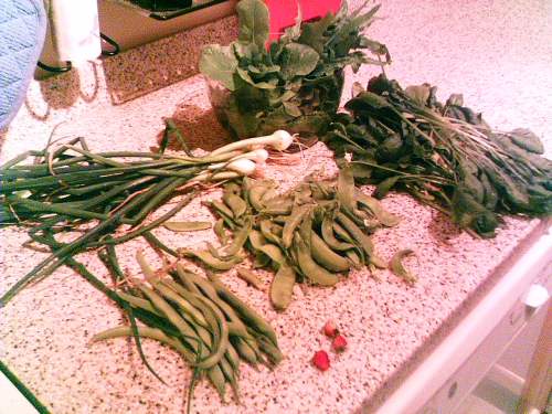 Harvest time